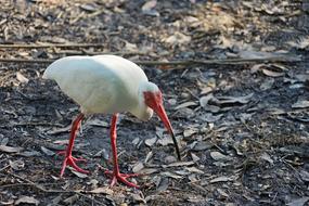 Bird Nature Animal