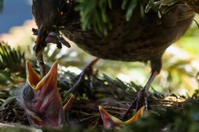 bird feeding her chicks