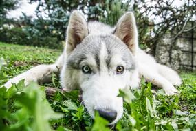 Husky Siberian Dog