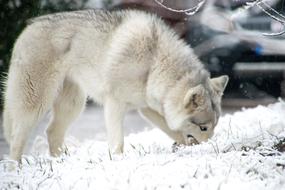 Fluffy husky in the snow