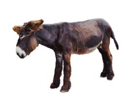 Moose Donkey Isolated Mammal Long