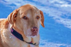 Dog at snowy weather Portrait