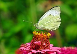 Butterfly Insect Flower