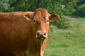 Cow Mammal Cattle