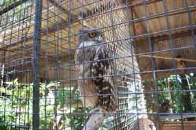 wild owl in a zoo
