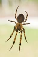 Closeup photo of Spider Arachnid on web