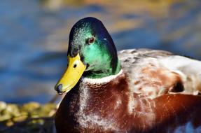 Mallard Duck Water Bird