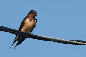 Swallow Bird Animal