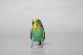 colored parrot on a white background cute