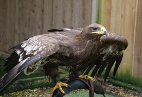 Steppe Eagle Bird Wildlife