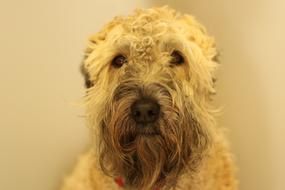 Dog Terrier