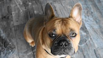 French Bulldog Dog Animal