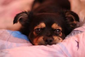 Dog Animal