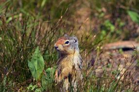 photo of Ground Squirrel At Attention