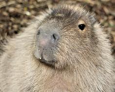 Mammal Rodent Wildlife
