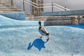 Duck Animal