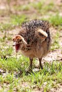 Bouquet Africa Flightless Bird