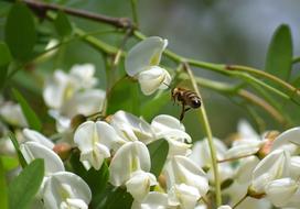 Bee Honey Bees Insect