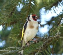Bird Tree Fauna