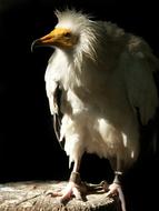 Egyptian Vulture Raptor Bird