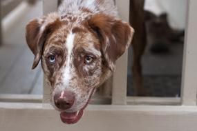 Dog Chimera Blue