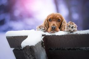 Dog Cocker Spaniel Pet