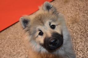 Dog Pup Eurasier Portrait