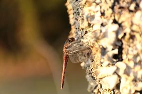 Dragonfly Wood Natural