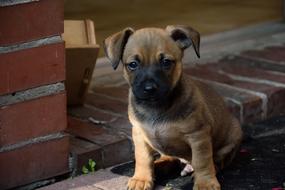 Puppy Dog Animal