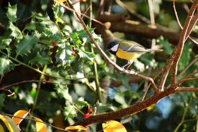 Tit Bird Songbird