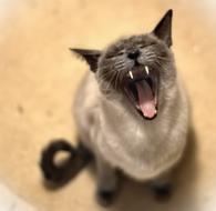 Photo of kitten with open mouth