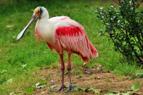 Roseate Spoonbill Bird Löffler