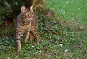 Cat Bengal Wild Animal