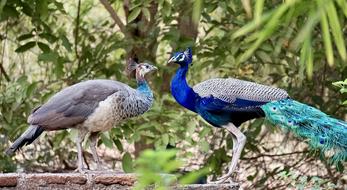 Bird Wildlife Animal