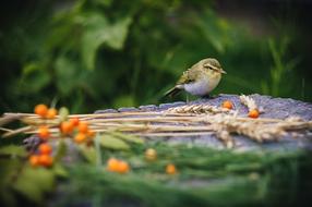 Tit Bird Barley