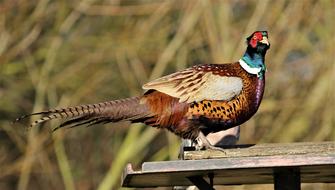 Pheasant Female Bird