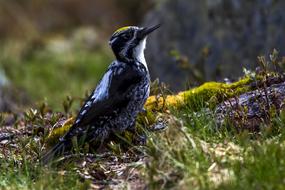 Bird Fowl Woodpecker