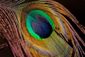 Bird Feather Background