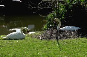 beautiful swans resting by the pond