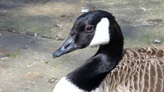Canadian Goose Bird Nature