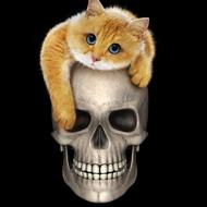 skull cat weird silly skeleton