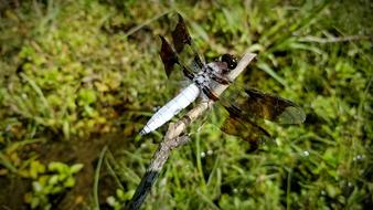 Dragonfly Common Whitetail Skimmer