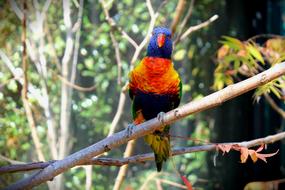 Bird Colorful Birds