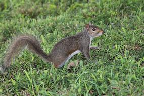 wild squirrel on the grass