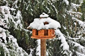 Aviary Bird Feeding