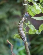 Caterpillar Puss Moth Entomology