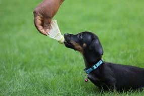 playing with a little dog