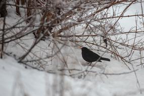 Blackbird on Snowy tree branch