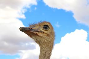 Ostrich Bird Flightless photo