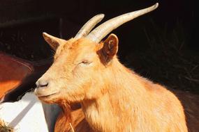 Goat Mammal Animal